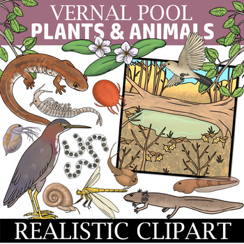 Preview of Vernal Pool Clipart (Ephemeral Pond Clipart)