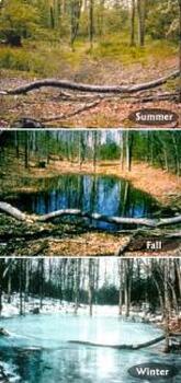 Preview of Vernal Pool Investigations