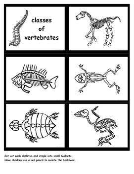 backbone vertebrate justmontessori
