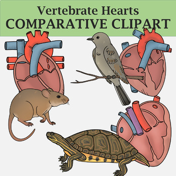 Preview of Vertebrate Hearts - Comparative Clip Art