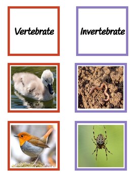 Vertebrate/Invertebrate Sorting Cards, Lesson Plan, and No-Prep Worksheet