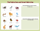 Vertebrate or Invertebrate?