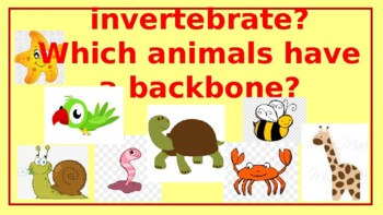 Vertebrate or invertebrate Which animals have a backbone power point