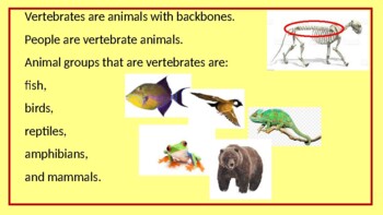 Vertebrate or invertebrate Which animals have a backbone power point