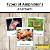 Vertebrates: Types of Amphibians/Amphibia