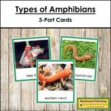 Vertebrates: Types of Amphibians/Amphibia (color borders)