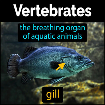 Online Flashcards - Vertebrates - Endotherm, Gill, Lung, Mammal, Notochord