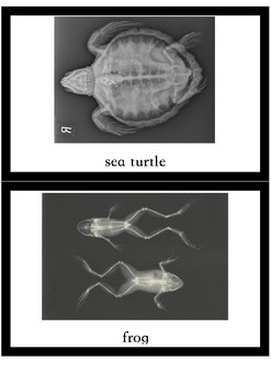 Preview of Vertebrates / Invertebrates sorting in X_ray pictures