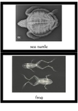 Vertebrates / Invertebrates sorting in X_ray pictures