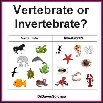 Vertebrates and Invertebrates Sort Activity by Dr Dave's Science