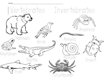Vertebrates and Invertebrates by PBL for Outdoor Education | TPT