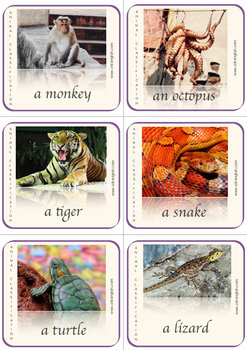 Animal Classification Flashcards With A Gap Fill Activity And A