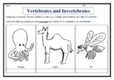Vertebrates and Invertebrates - Worksheet