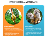 Vertebrates vs Invertebrates (Diversity of Life Activity 3)