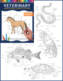 Veterinary Anatomy Physiology Terminology & Coloring for V