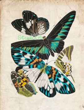 Preview of Vintage Butterfly Print: High Resolution Download, 5 Scientific Examples 1A