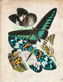 Vintage Butterfly Print: High Resolution Download, 5 Scien