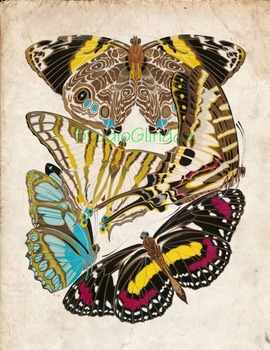 Preview of Vintage Butterfly Print: High Resolution Download, 5 Scientific Examples, 1B