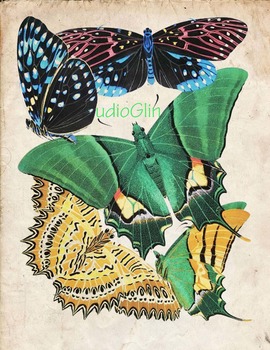 Preview of Vintage Butterfly Print: High Resolution Download, 5 Scientific Examples; 1C