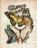 Vintage Butterfly Print: High Resolution Download, 5 Scien