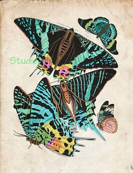 Preview of Vintage Butterfly Print, High Resolution  Download, 5 Scientific Examples 1D