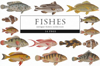 Salmon Flies Clipart PNG, Vintage Fly Fishing Lures