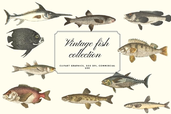 Vintage Fish Illustration, Vintage Fish Clipart, Natural History