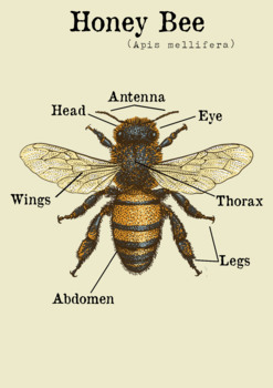 honeybee diagram