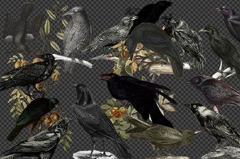 Download Vintage Ravens And Crows Clipart By Digital Curio Tpt