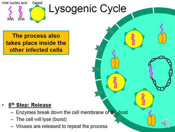 lysogenic cycle steps