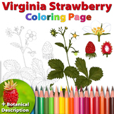 Virginia Strawberry: Coloring Page and Botanical Description Card