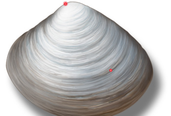 Preview of Virtual Clam (Mollusk) dissection/Uses Thinglink