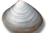 Virtual Clam (Mollusk) dissection/Uses Thinglink