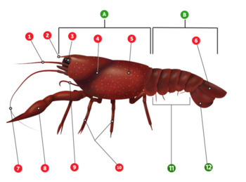 Preview of Virtual Crayfish (Crustacean) Dissection/Thinglink