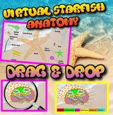 Virtual Echinoderm Starfish Anatomy / Dissection Drag and 