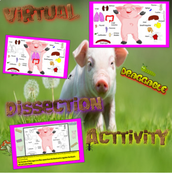 Virtual Fetal Pig Anatomy Physiology Dissection Activity & Self-Graded Quiz