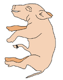 Virtual Fetal Pig Dissection - Google Slides Interactive