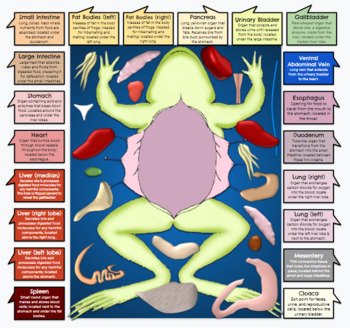 Virtual Frog Dissection - Interactive Draggable Science Model