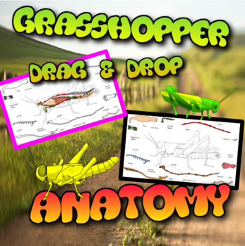 Preview of Virtual Insect/Grasshopper Dissection Anatomy Drag & Drop Activity 