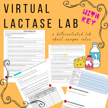 Preview of Virtual Lactase Enzyme Lab with differentiated questions for various levels