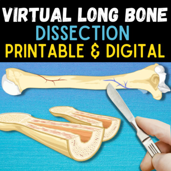 Preview of Virtual Long Bone Dissection - Digital & Printable - Fully Editable - Anatomy