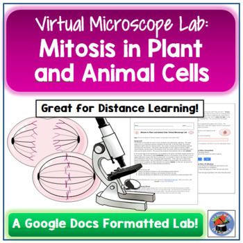 Mitosis Microscope Lab Worksheets Teaching Resources Tpt