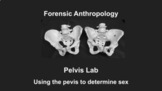 Virtual Pelvis Lab- Comparing Male & Female Pelvises (remo