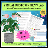 Virtual Photosynthesis Lab with differentiated questions -