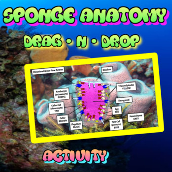 Preview of Virtual Sea Sponge Dissection / Anatomy Lesson Activity Drag & Drop
