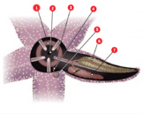 Virtual Starfish (Echinoderm) Dissection/Thinglink