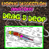 Virtual Worms Anatomy & Physiology Drag and Drop Activity