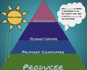 https://ecdn.teacherspayteachers.com/thumbitem/Virtual-digital-foldable-organize-energy-Trophic-level-pyramid-6184865-1605683276/original-6184865-1.jpg