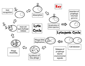 Preview of Virus Reproduction Cycles - Lytic and Lysogenic