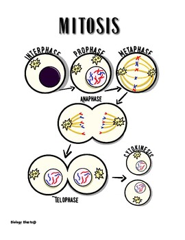 Visual Blast: Mitosis by Biology Blasts | TPT